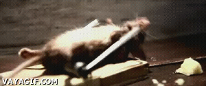 gif gif